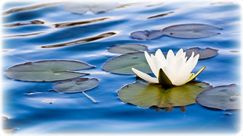 Seerose